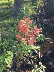 Cephalanthus occidentalis