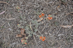 Sphaeralcea cordobensis