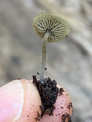 Simocybe centunculus