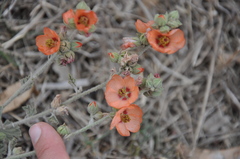 Sphaeralcea cordobensis