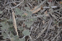 Sphaeralcea cordobensis