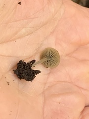 Simocybe centunculus