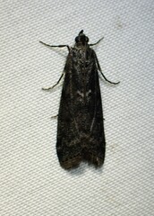 Pyla fusca