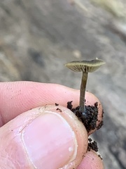 Simocybe centunculus