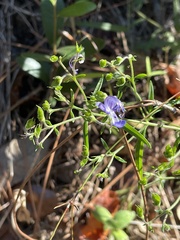 Trichostema setaceum