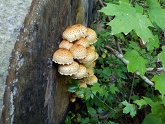 Pholiota
