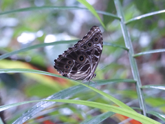 Morpho deidamia