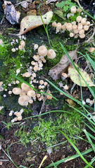 Coprinellus disseminatus