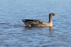 Anser brachyrhynchus