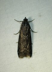 Pyla fusca