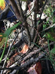 Cephalanthus occidentalis