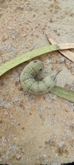 Hippotion celerio
