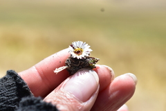 Erigeron rosulatus
