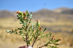 Senecio pinnatilobatus