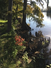 Cephalanthus occidentalis
