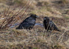Corvus corone orientalis