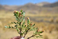 Senecio pinnatilobatus