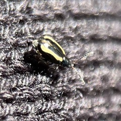 Phyllotreta