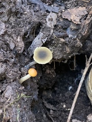 Simocybe centunculus