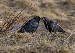 Corvus corone orientalis