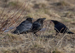Corvus corone orientalis
