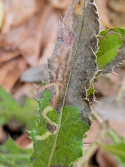 Phytomyza spinaciae