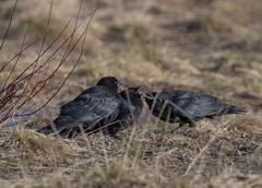 Corvus corone orientalis