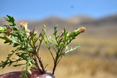 Senecio pinnatilobatus