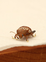Asiophrida scaphoides
