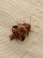 Asiophrida scaphoides