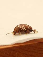 Asiophrida scaphoides