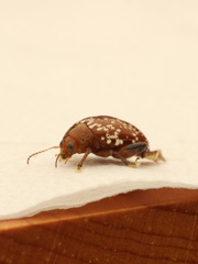 Asiophrida scaphoides