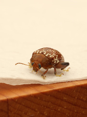 Asiophrida scaphoides