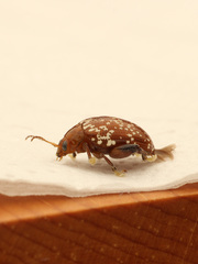 Asiophrida scaphoides