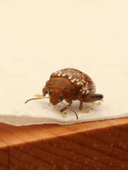 Asiophrida scaphoides