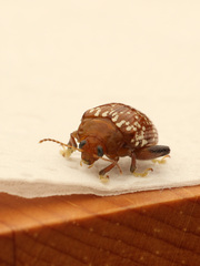 Asiophrida scaphoides