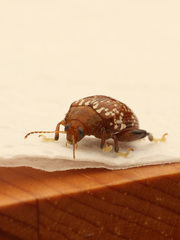 Asiophrida scaphoides