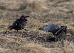 Corvus corone orientalis