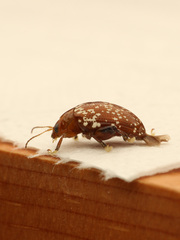 Asiophrida scaphoides