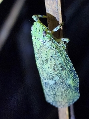 Fulgoridae