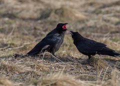 Corvus corone orientalis
