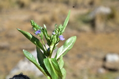 Veronica anagallis-aquatica anagallis-aquatica