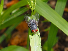 Calliphora vicina