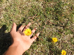 Grindelia scorzonerifolia
