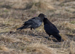 Corvus corone orientalis