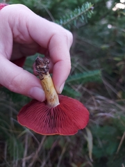 Cortinarius tinctorum