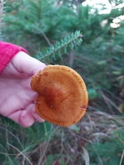 Cortinarius tinctorum