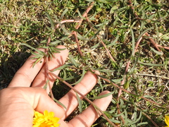 Grindelia scorzonerifolia