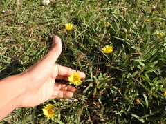Grindelia scorzonerifolia