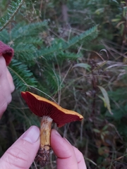 Cortinarius tinctorum